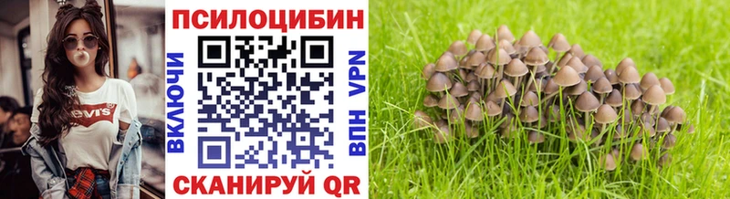 Купить  Аркадак  Псилоцибиновые грибы Psilocybe 